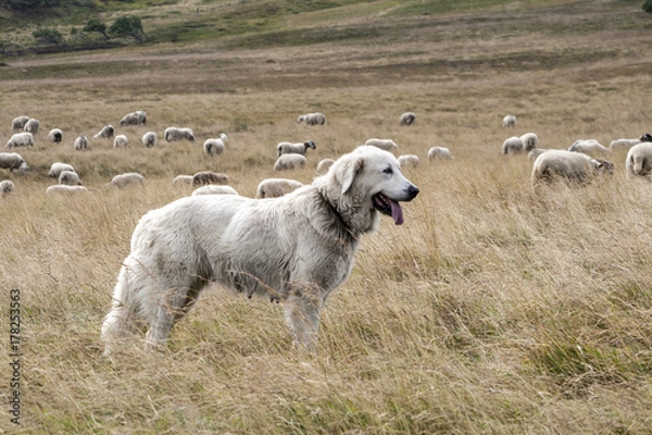 Obraz Herdenschutzhund
