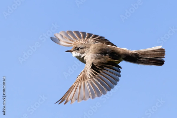 Obraz Common whitethroat