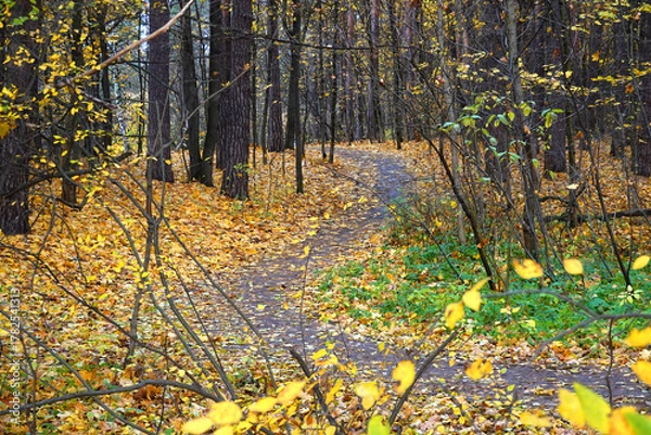 Fototapeta A beautiful landscape with a winding path in an autumn forest strewn with fallen yellow leaves