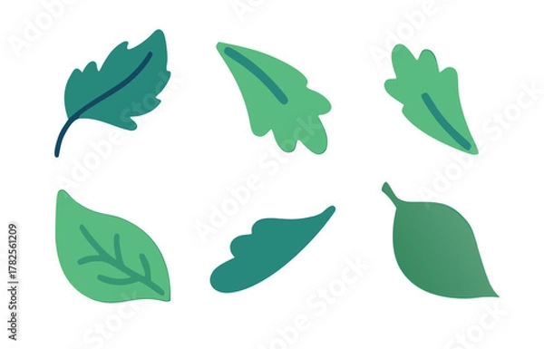 Fototapeta set of green leaves vector