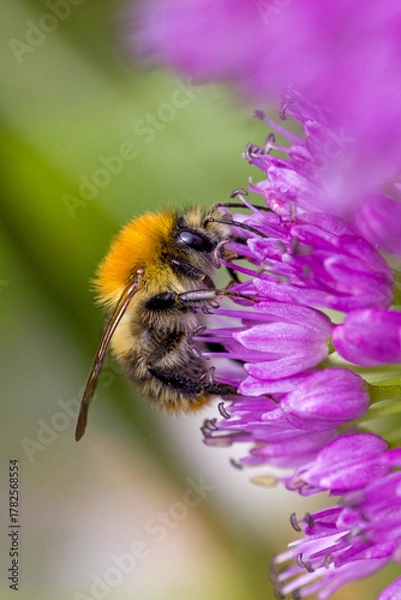 Fototapeta lateral close up of a common carder bee on purple  blossom of a ball-head onion with blurred green background