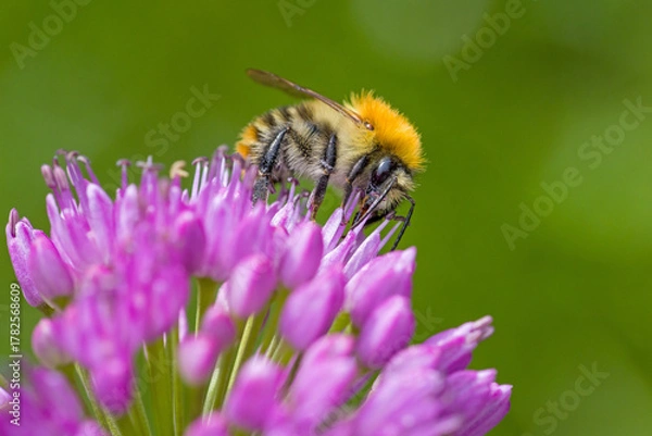 Fototapeta lateral close up of a common carder bee on purple  blossom of a ball-head onion with blurred green background