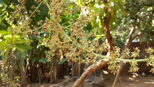 Fototapeta Mangifera indica or Mango flowers on a tree. Natural background.