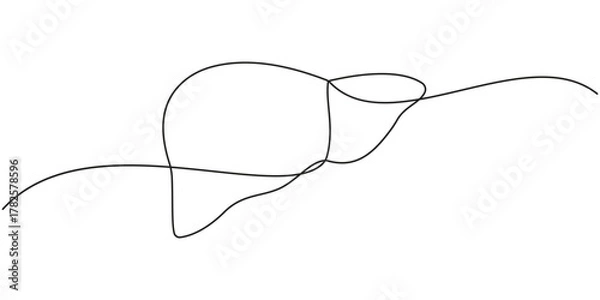 Fototapeta Human liver anatomy outline continuous one line drawing minimalist medical organ vector illustration