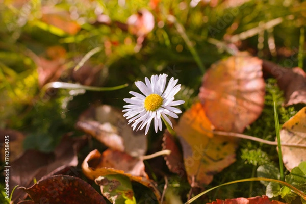 Obraz Chamomile on fallen leaves in autumn
