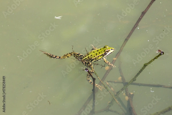 Obraz Wasserfrosch schwimmend