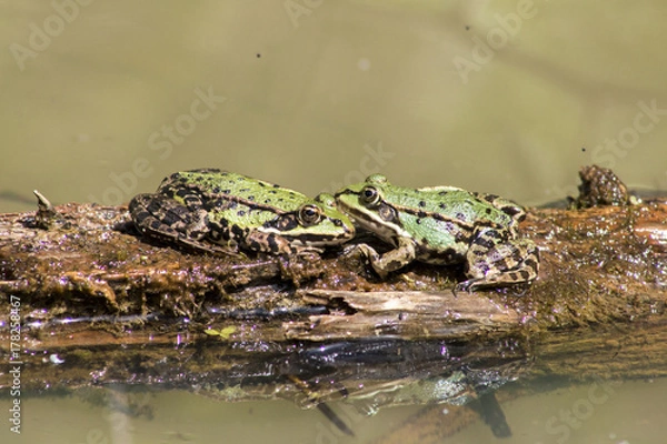 Obraz Wasserfrösche