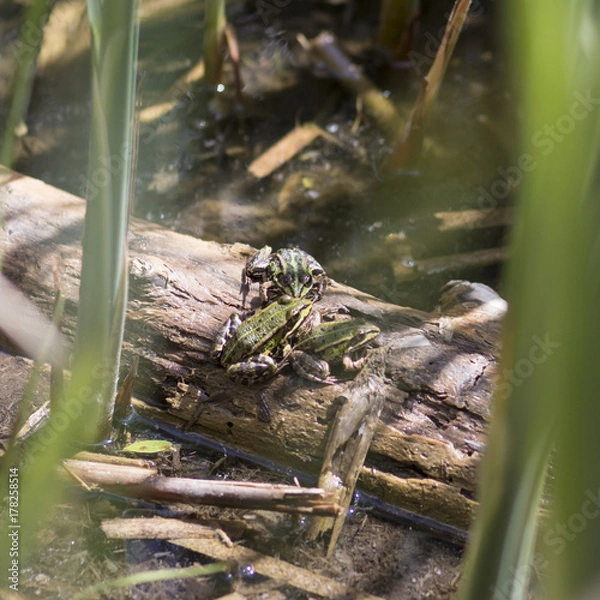 Obraz Wasserfrösche