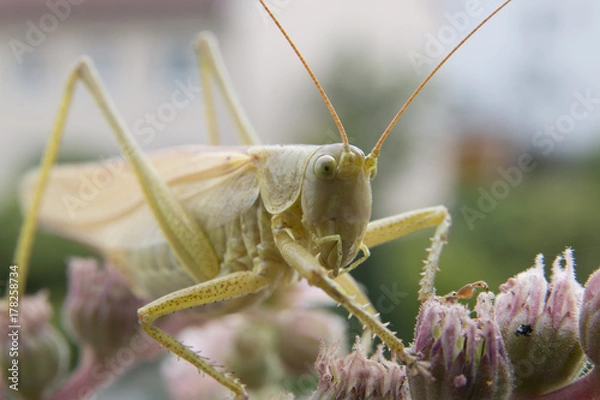 Obraz Heuschrecke