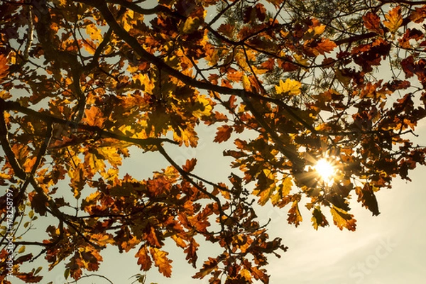 Obraz Herbstliche Eichenblätter