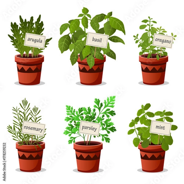 Fototapeta Set of culinary herbs in pots with name plates with arugula basil oregano rosemary parsley mint. Vector illustration.