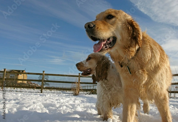 Fototapeta Golden retriever dog and Cocker Spaniel in the snow