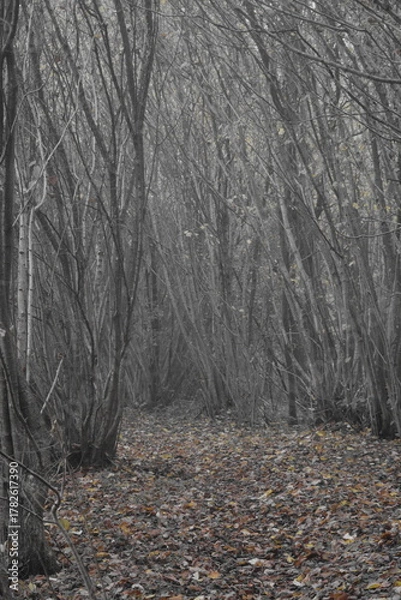 Obraz Herbststimmung im Moor, Herbstspaziergang