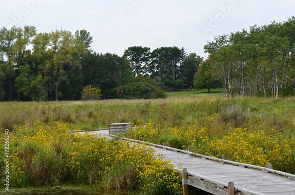Obraz Boardwalk in the wetland