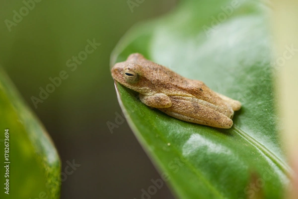 Fototapeta frog on a leaf