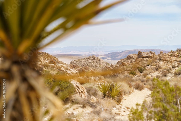 Fototapeta Joshua Tree National Park, California, landscape with Yucca. Copy space
