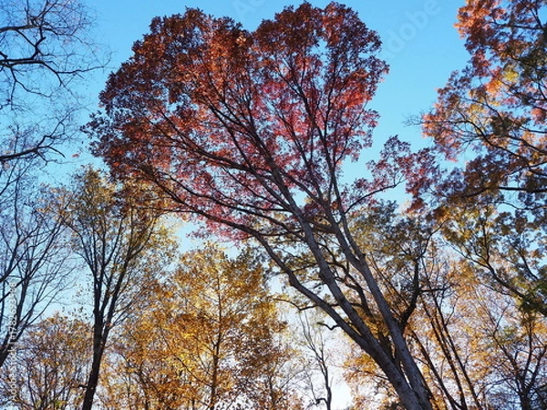 Obraz dramatic fall foliage under sunlight