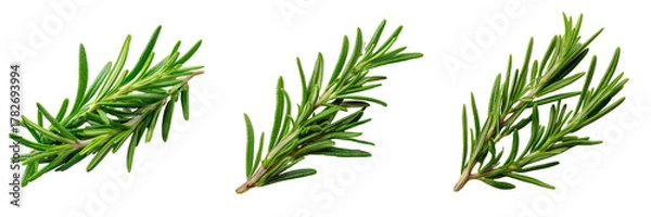Fototapeta Three fresh green rosemary sprigs with detailed needles isolated on a transparent background herb spice
