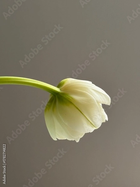 Obraz  yellow-white tulip