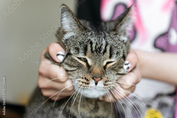 Fototapeta Close-up of a tabby cat being gently held by hands with stylish manicure.
