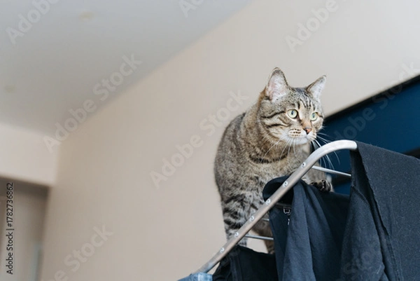 Obraz Tabby cat with green eyes crouching on clothes dryer, looking attentively forward, like a hunter