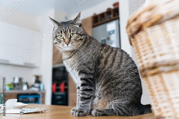 Fototapeta Tabby cat sitting on a wooden table in a cozy home kitchen interior.