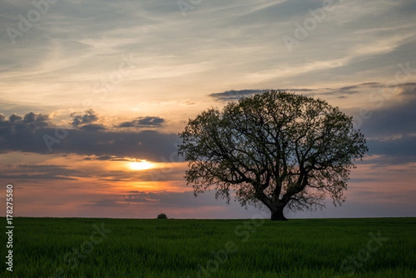 Obraz Tree at sunset