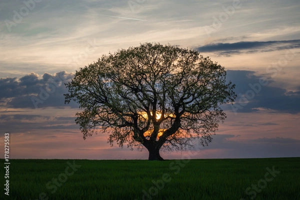 Obraz Tree at sunset