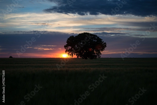Obraz Tree at sunset