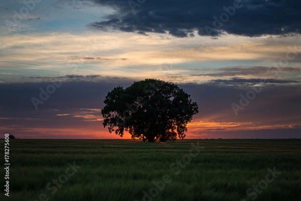 Obraz Tree at sunset 