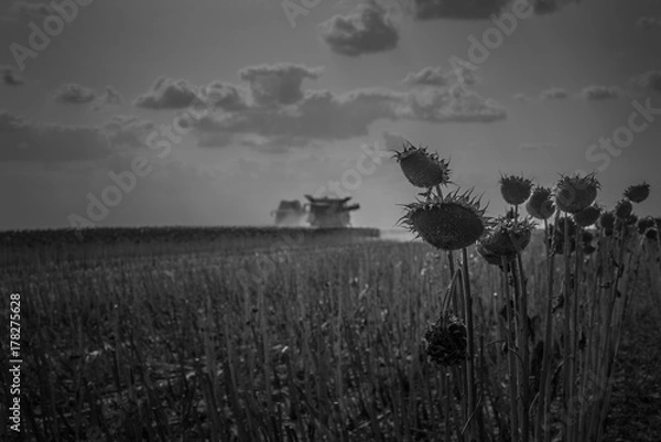 Obraz Harvest sunflower 