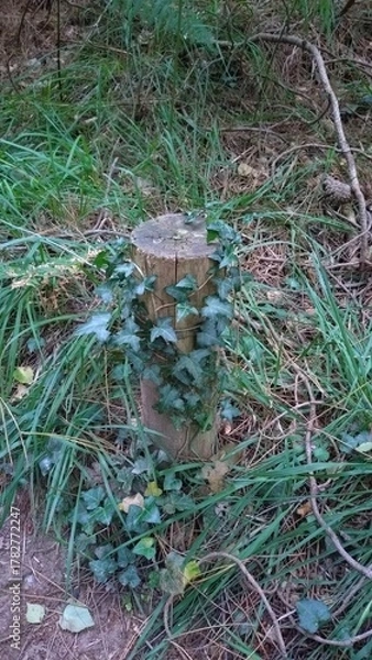 Fototapeta Poteau en bois recouvert de lierre dans une forêt naturelle