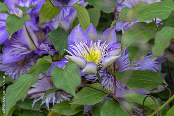 Obraz Purple clematis flowers growing in a garden.