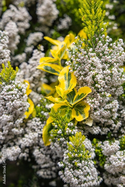 Obraz Yellow leaves and flowering heather.