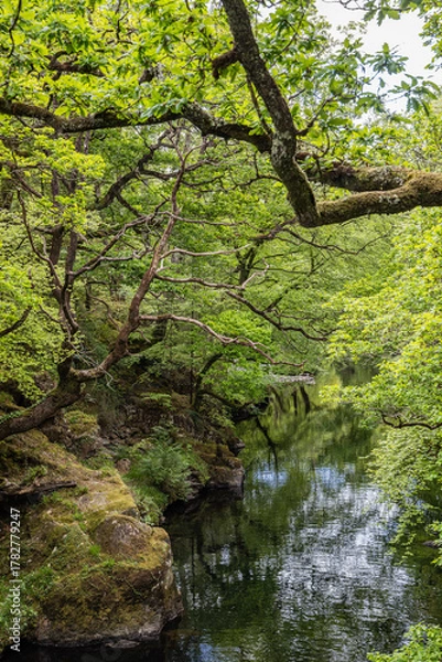 Fototapeta A stream flowing through a forest in Snowdonia National Park.