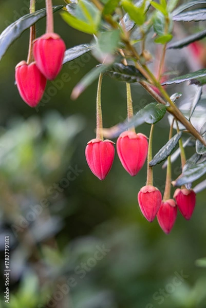 Fototapeta Red blossoms on a Chilean Lantern Tree in Snowdonia.