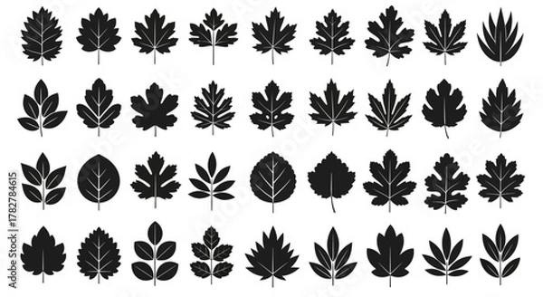Fototapeta Large set of black vector leaf silhouettes isolated on a white background. EPS Editable