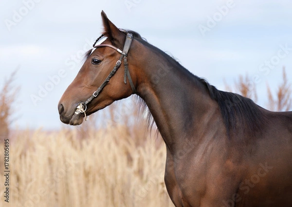 Fototapeta Horse. Portrait. Close-up. A thoroughbred horse of the Oryol Trotter breed. Harness racing. Trotting horse race