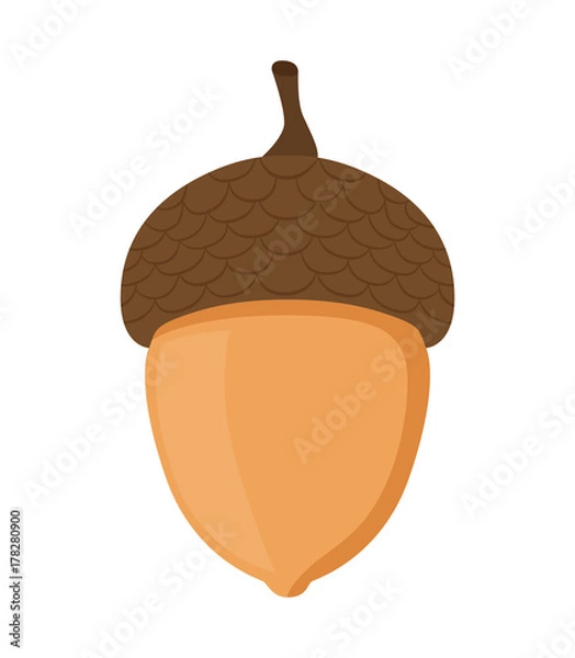 Obraz Acorn, oak nut, seed. Cartoon flat style. Vector illustration 