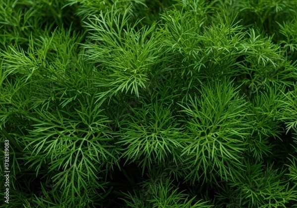 Fototapeta Bright green fresh dill clustered closely, highlighting the delicate feathery texture of the popular culinary herb used for cooking ,botany ,edible ,macro