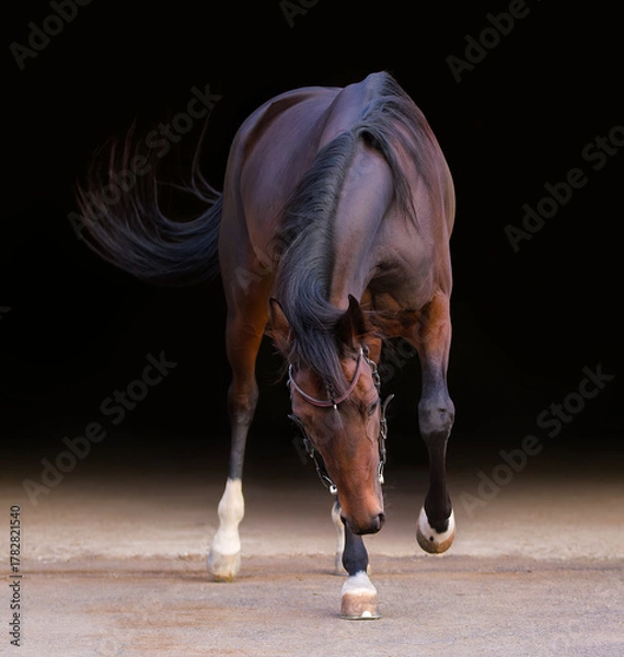 Obraz Horse. A thoroughbred horse of the Oryol Trotter breed. Harness racing. Trotting horse race. Front view. In full growth. Black background