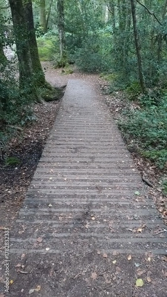 Fototapeta Chemin en bois dans une forêt verdoyante