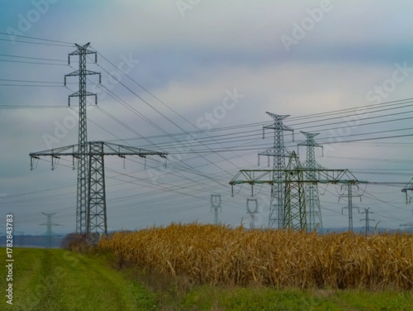 Fototapeta High-voltage power lines and pylons crossing a rural landscape with cornfield under cloudy sky. Concept of energy infrastructure, electricity transmission, and countryside industry
