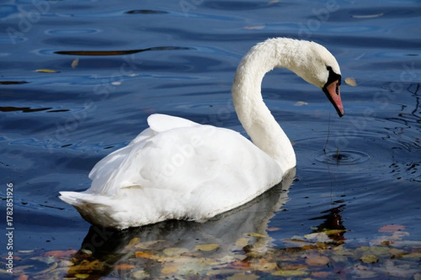 Fototapeta Schwan im Decksteiner Weiher Köln.