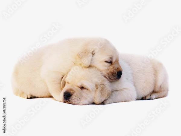Obraz Two sleeping puppies.