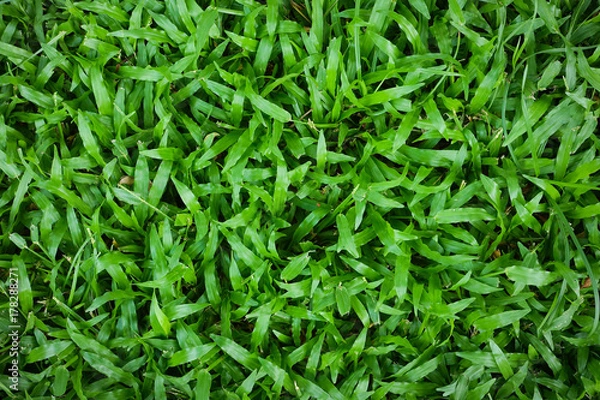 Fototapeta green grass background texture .