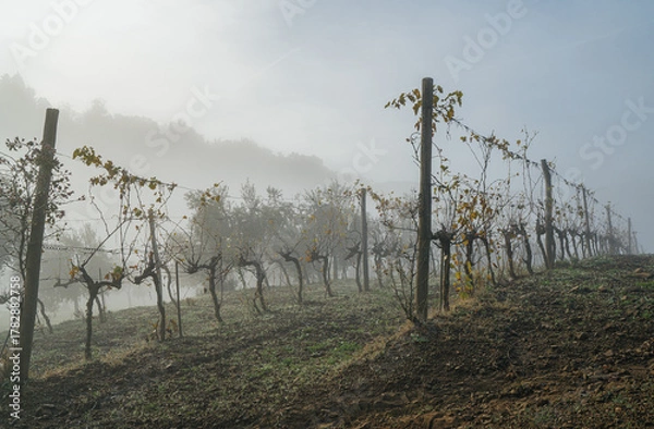 Fototapeta Beautiful misty early morning vineyard landscape. Farm winery covered with cold autumn fog in Italian countryside, showcasing tranquil rural scenery and agricultural beauty of late October. Tuscany.