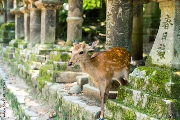Fototapeta Deers in the Shrine in Nara City in Japan