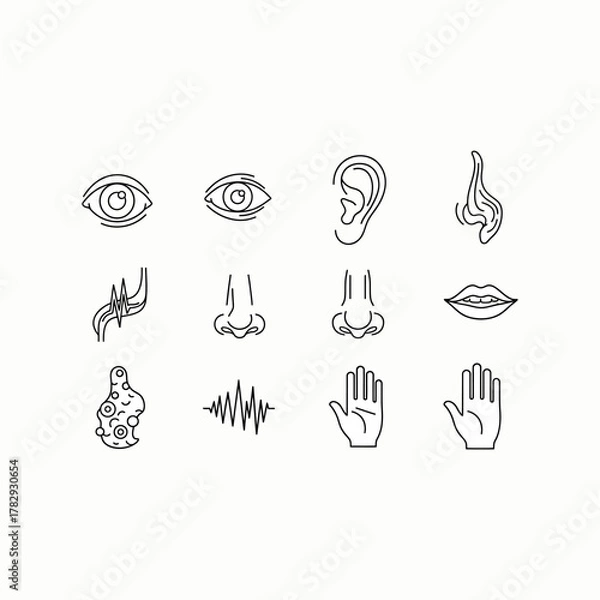 Fototapeta Organ Systems in the Human Body: Types, Parts, and Functions