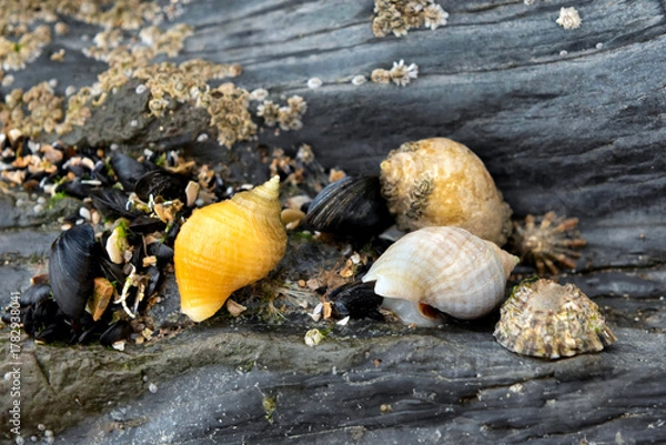 Fototapeta Dog whelk attached to rock by its muscular foot